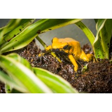 Rana Flecha  - Phyllobates Terribilis